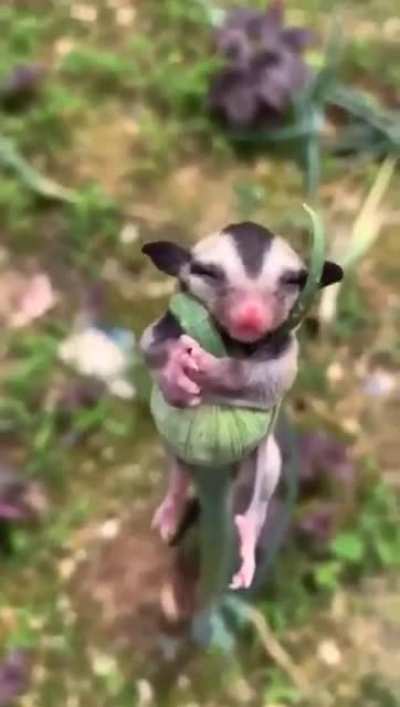 ? Sugar glider taking a nap on leek bud