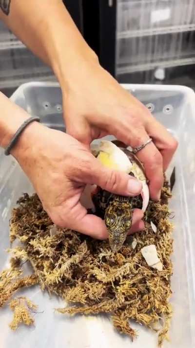 ? Babycrocs