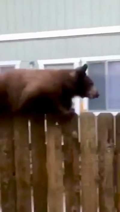 That’s a really big squirrel
