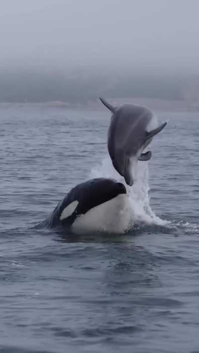 To escape an Orca
