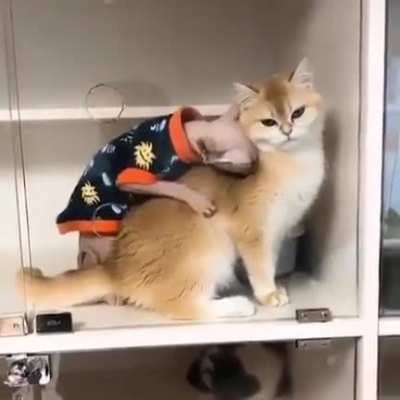 This little masseur is a miracle ??