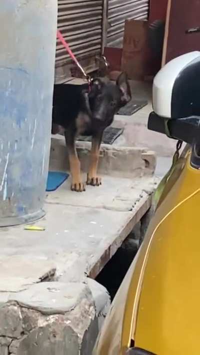 My doggo being jealous because he found me out with neighbor’s dog??