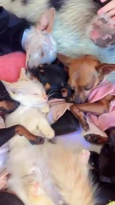 The animal whisperer