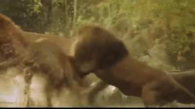 ? Lion's got tiger's bacc ?