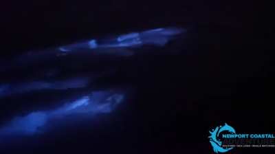 ?Dolphins swimming in bioluminescent water.