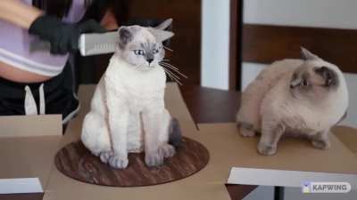 The reaction of the cat