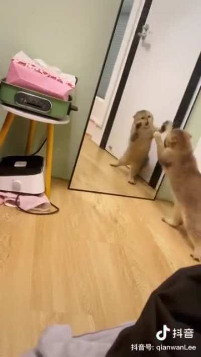 MeowwWWWWAAAAAA