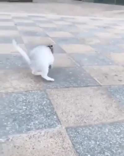 A sugar glider taming a kitten