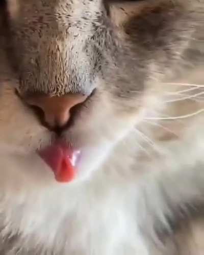 Tongue Roll