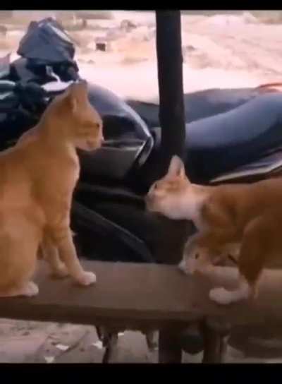why touch my balls