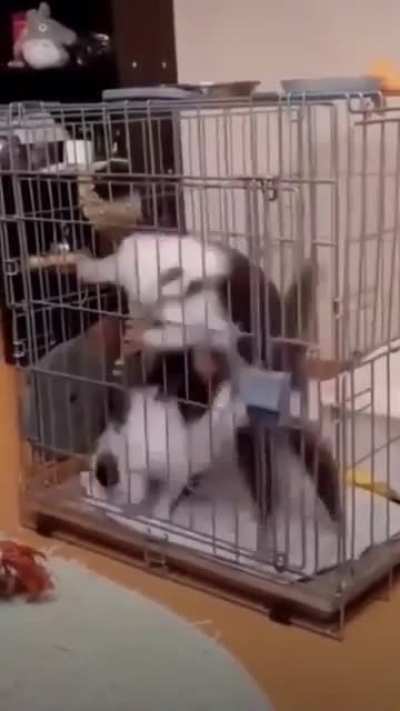 Cage Chaos