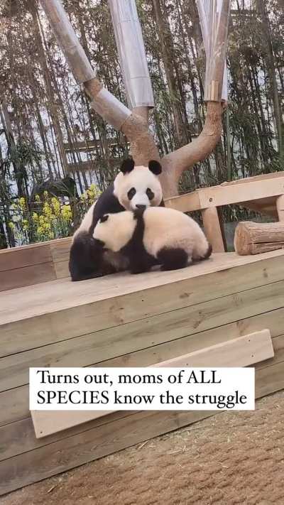 Proof that motherhood is universal