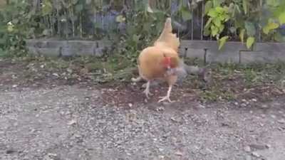 ? Cat stalking a mouse