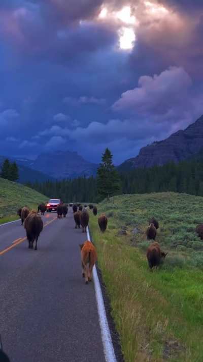 ? Yesterday morning in Yellowstone National Park