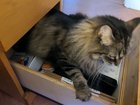 Noticed my desk drawer was open...