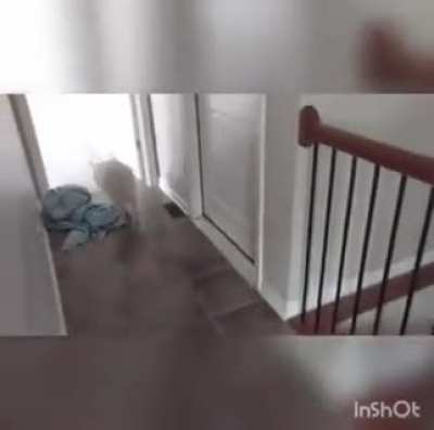 Dog has never seen stairs