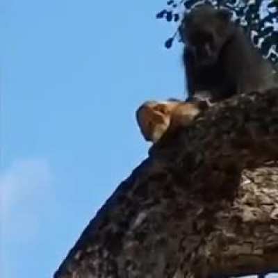 Upcoming Lion King (behind the scenes)