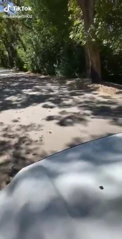 What in tarnation