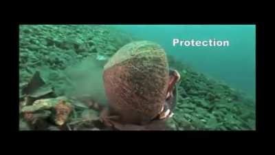 ? Octopus makes a rolling armor with a coconut
