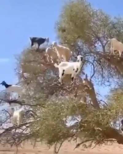 What do you think about this new "goat" alarm system ? :D