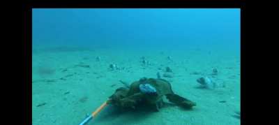 ? Octopus vs shark (with an audience)