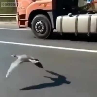 Man races bird