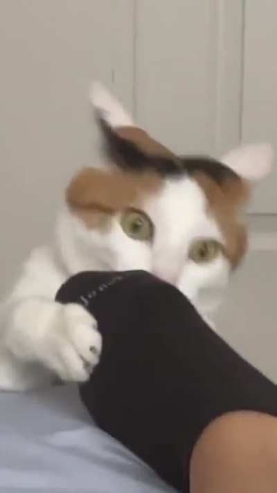 Cat with a foot fetish?