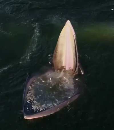 ?An Eden's whale trap feeding in the Gulf of Thailand