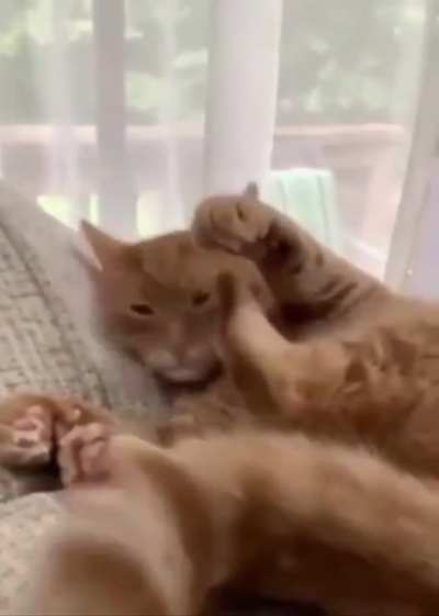 I said no licking!