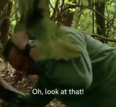 i wonder what the rare parrot will do