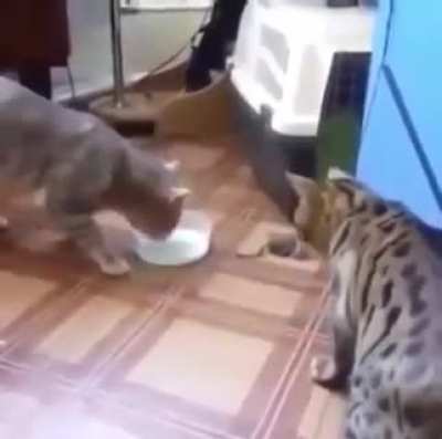 Maybe maybe maybe