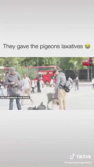 Gave laxatives to pigeons ?