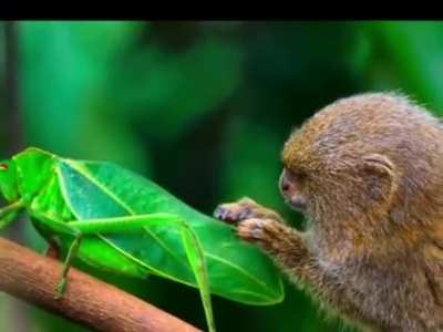 ? A baby marmoset curious about insects