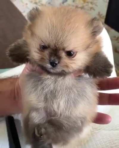 Even grumpies need a haircut ?‍♀️