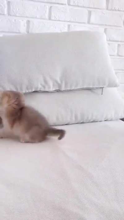 The smallest feline is a masterpiece.