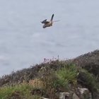 ? Kestrel hover control