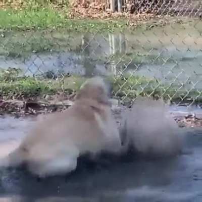 He sploosh