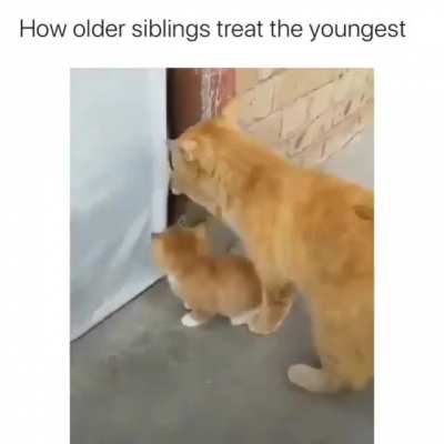 A gato being a gato