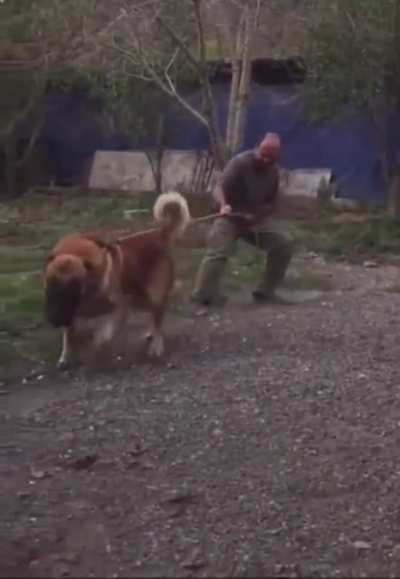 DOG "human we go for walk NOW!"