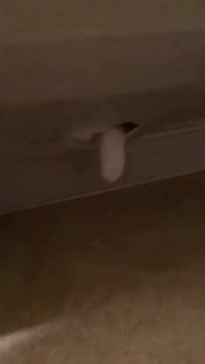 She got into the box spring ?