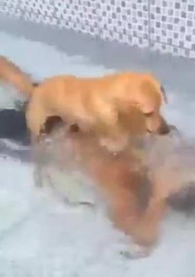 Where is the kibble and bits lebowski!!