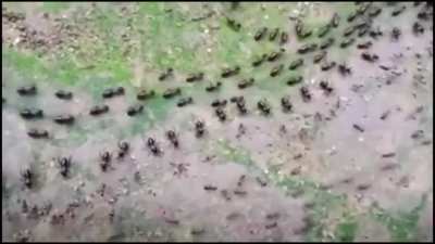 ? A termite track (top) and an ant track (bottom), each protected by its column of soldiers who face each other without attacking.