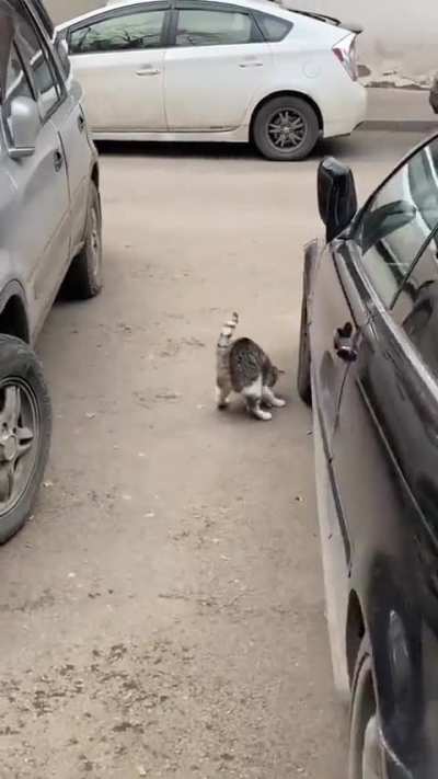 this kitty has some serious wrestling skills! ??
