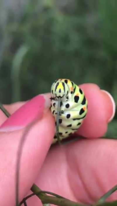 ? hungry caterpillar