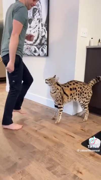If you have to declaw an animal because you’re afraid it might murder you, don’t bring it in to your house as a pet ??