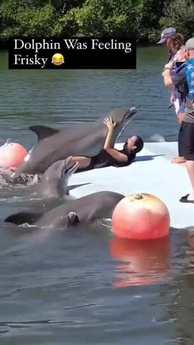 Dolphin Adventure
