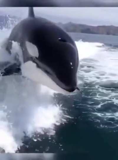 Majestic beauty