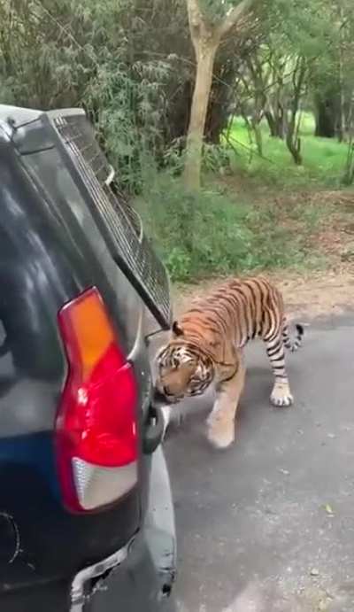 cars are delicious- B.tiger