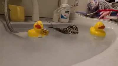 Bird gets stirred in sink with rubber duckies