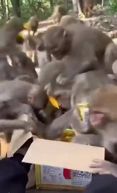 monke